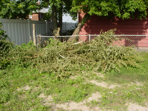 ./Gallery/2011 Bennet Lot Tree Removal/DSC06433.JPG